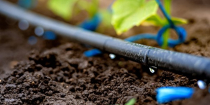 L’Arrosage Goutte-à-Goutte : Une Solution Efficace et Écologique