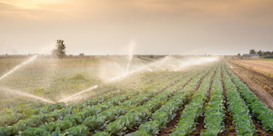 Comment choisir un système d'irrigation