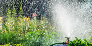 Récupérer l'eau de pluie pour arroser son jardin