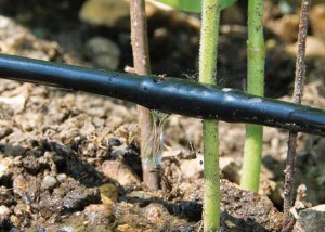 arrosage goutte à goutte